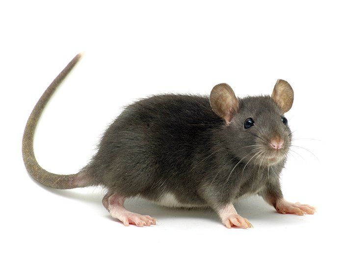Rodent infestation posing a hygiene threat in a home