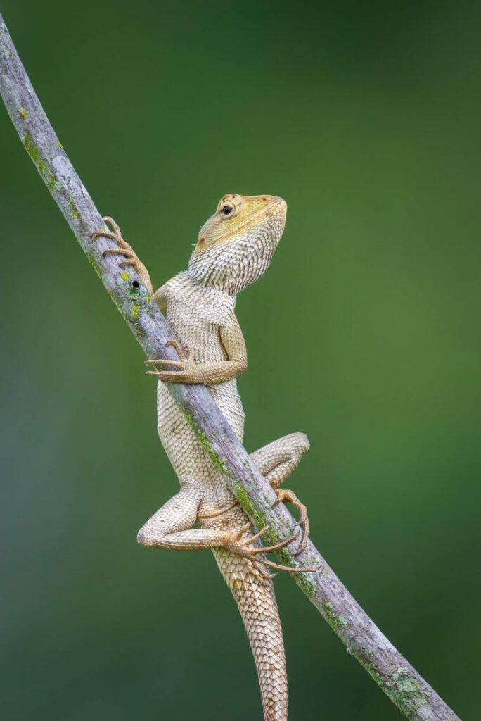 Lizard spotted indoors pest control required